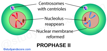 Prophase 2, meiosis 2, meiotic cell division, reductional cell division
